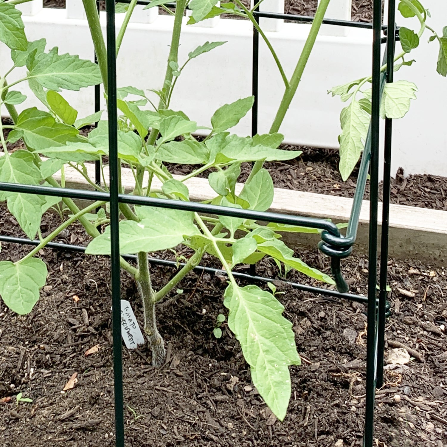 A black galvanized steel folding tomato cage with a square opening